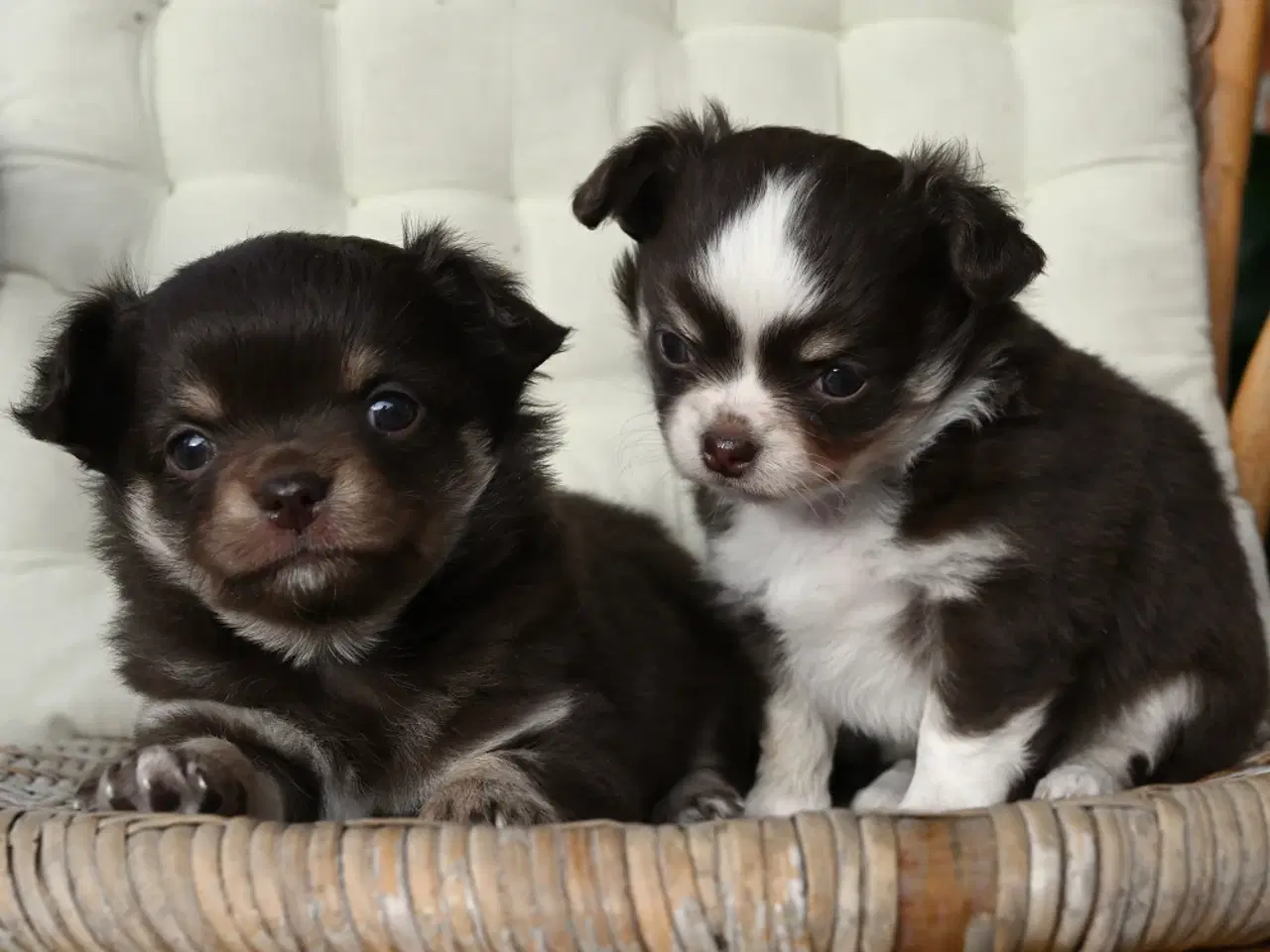 Billede 1 - Chihuahua hvalpe salg