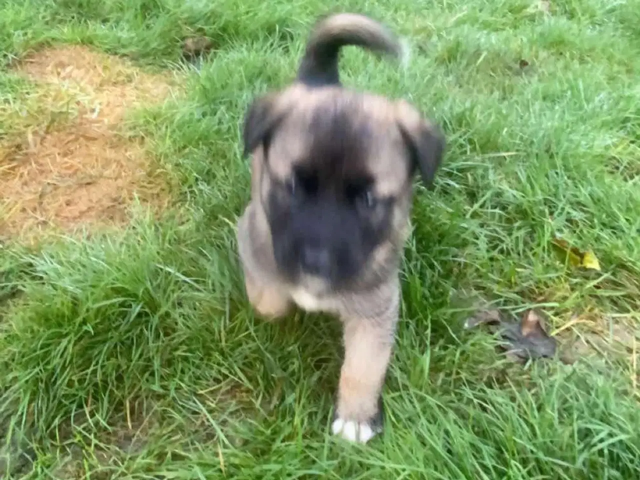 Billede 13 - Hvalpe mixed breed. American akita/ Sort schæfer 