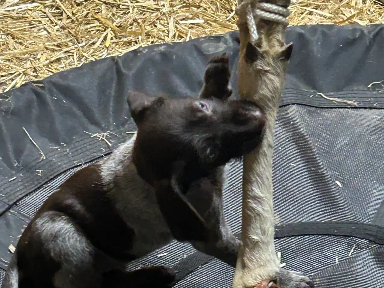 Billede 15 - Rughårede hønsehunds hvalpe