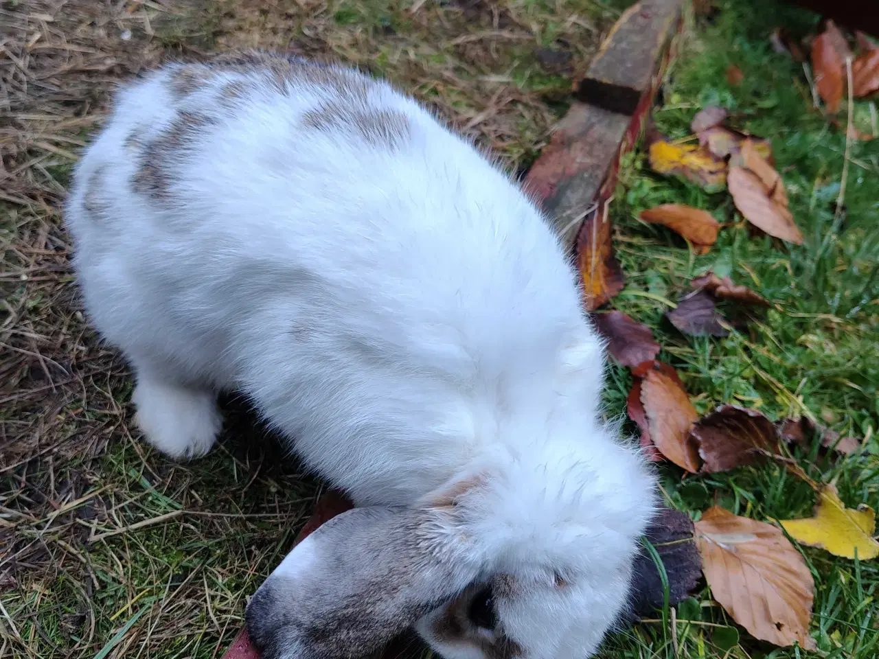 Billede 2 - Mini-Lop Kanin