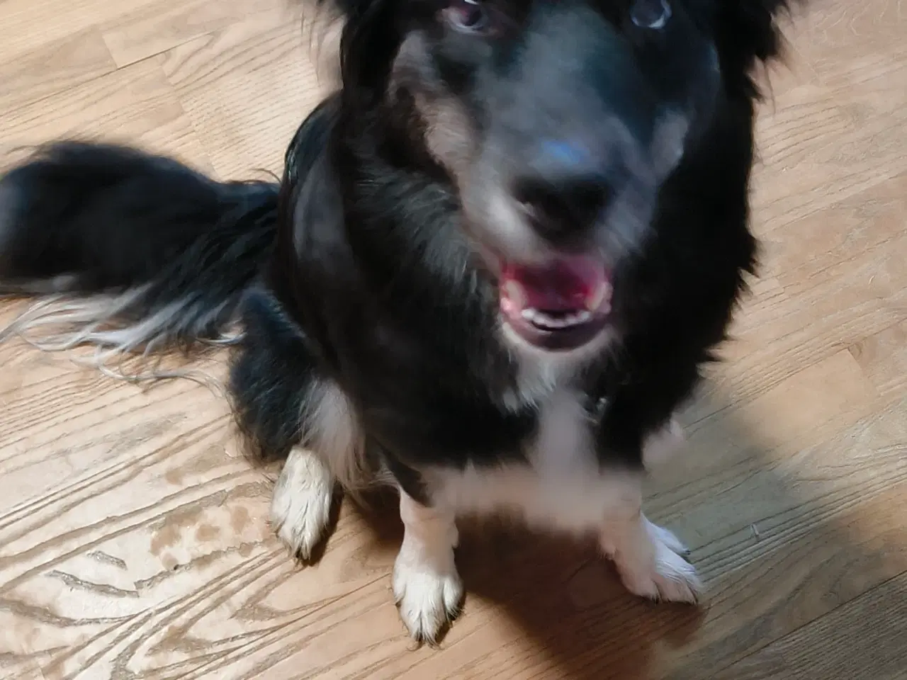 Billede 4 - Tæve husky mix