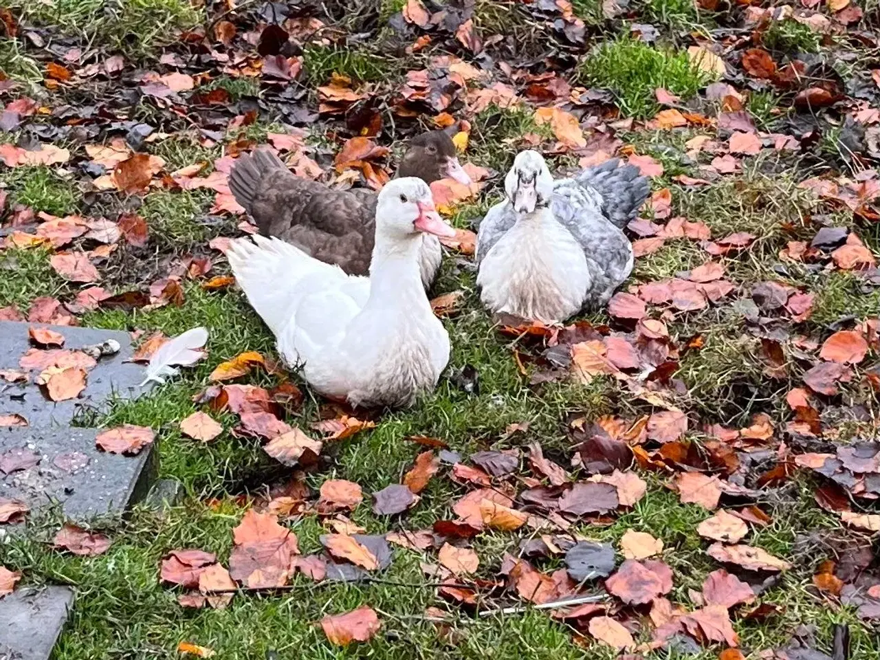 Billede 3 - 2 moskus ællinger søger nyt hjem