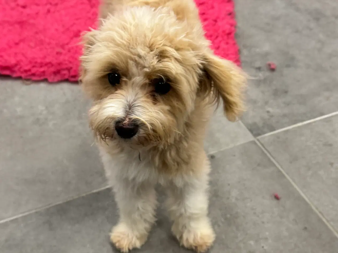 Billede 9 - Maltipoo4love 2 Smukke  drenge 