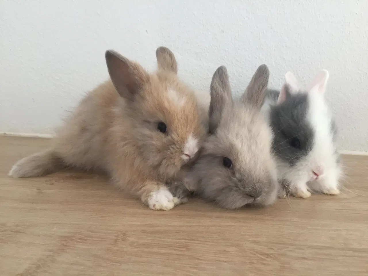 Billede 1 - Løvehoved & Teddy kaninunger