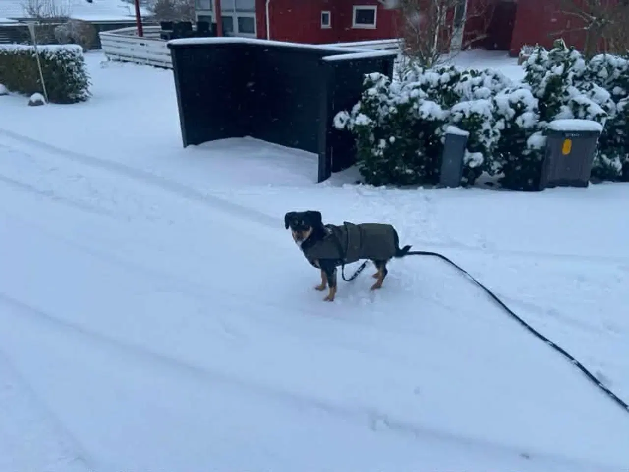 Billede 2 - Søde Erika til omplacering
