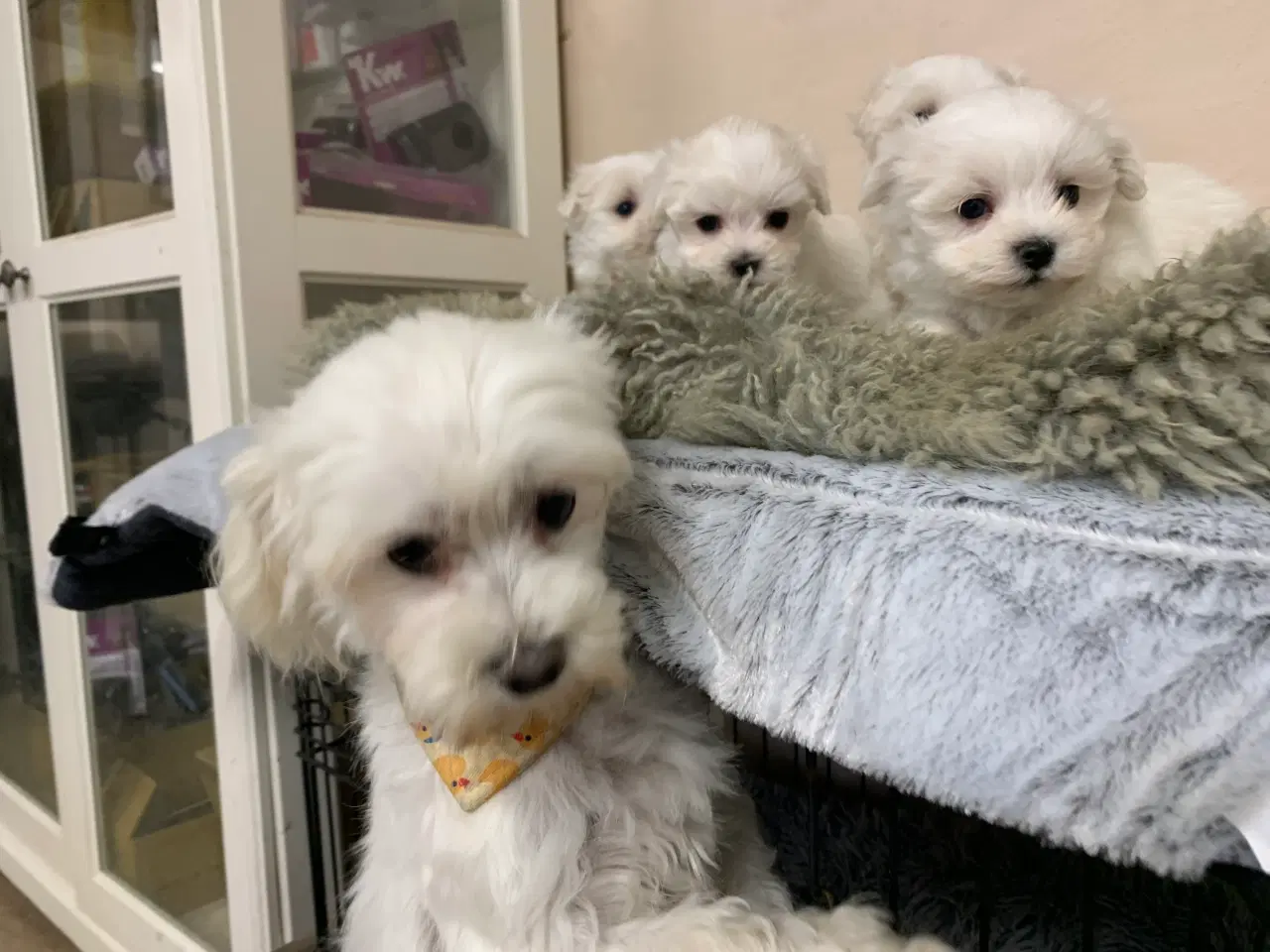 Billede 10 - Ægte mini malteser babyer