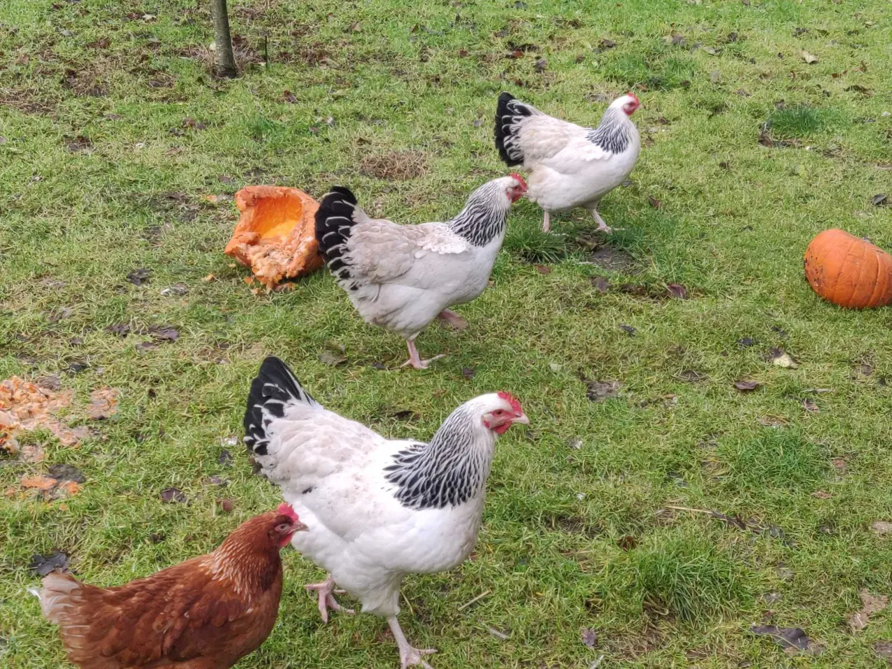Billede 3 - Sussex høns, 3 høner, 1 hane 2025