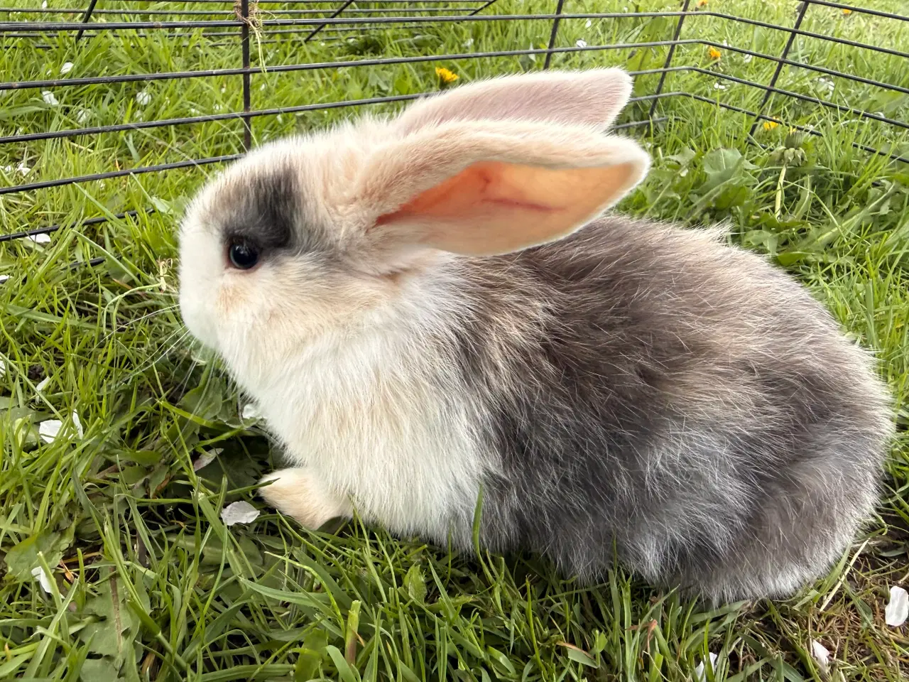 Billede 2 - Mini lop unge
