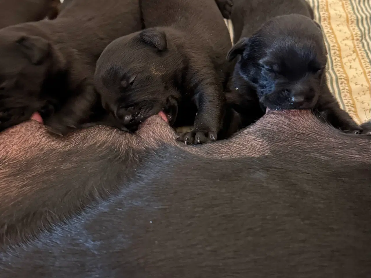 Billede 4 - Rottweiler / Labrador hvalpe