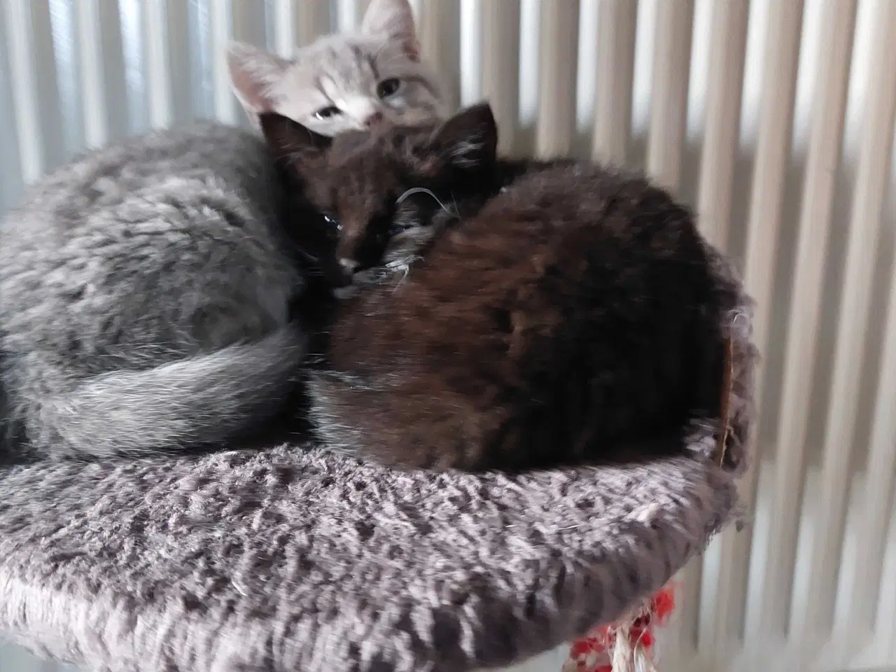 Billede 2 - British shorthair mor