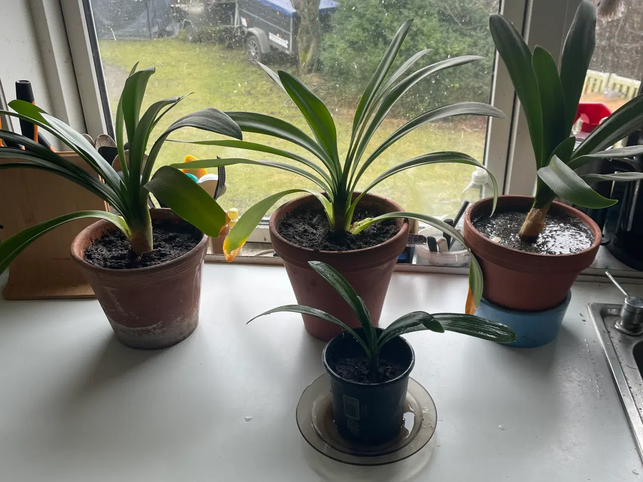 Billede 1 - plante Gratis