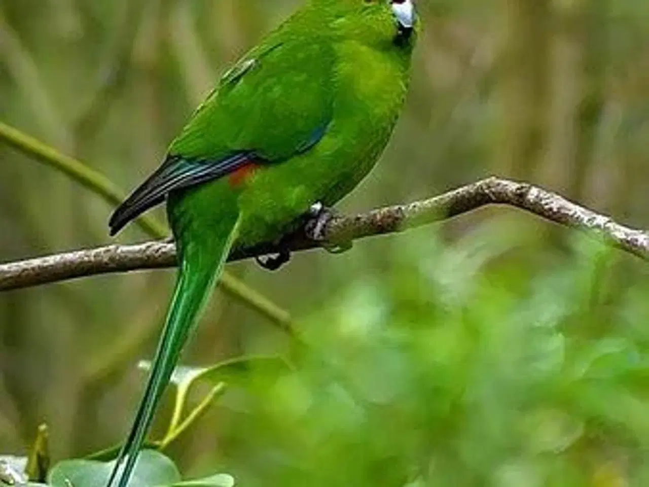 Billede 3 - Springparakitter