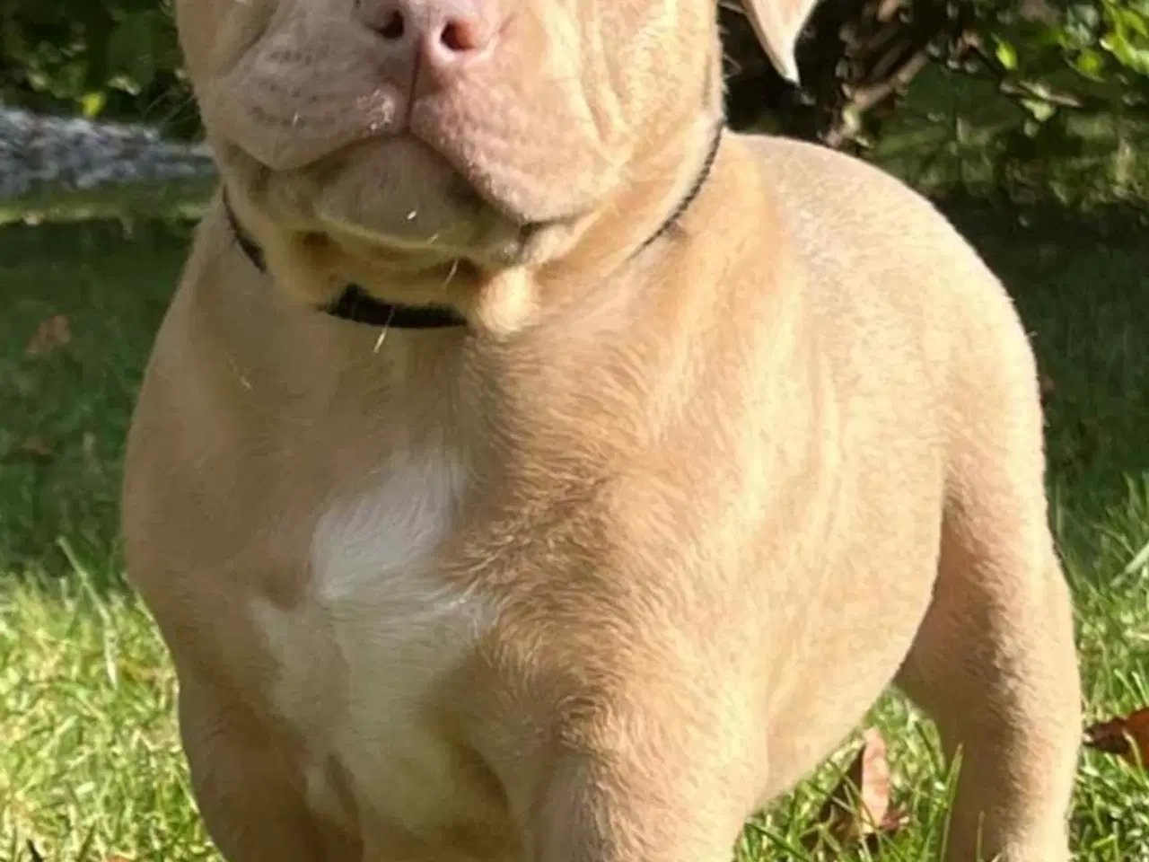 Billede 5 - 🐶 American Bully hvalpe – showkvalitet & familiev