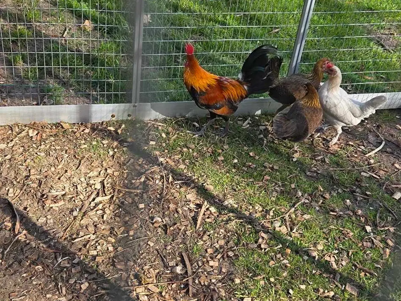 Billede 1 - Små dværghøns 