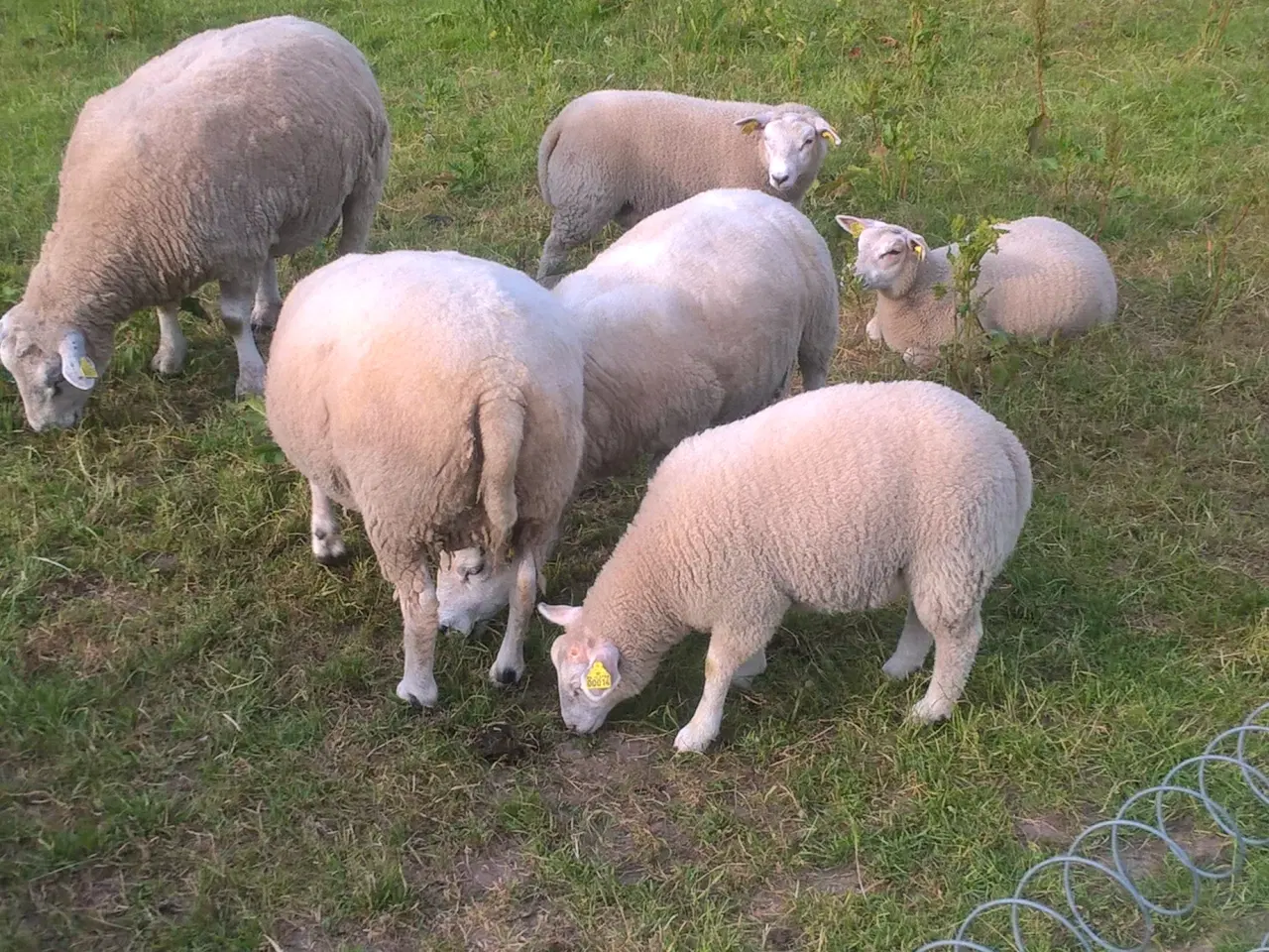 Billede 1 - Texel får / lam