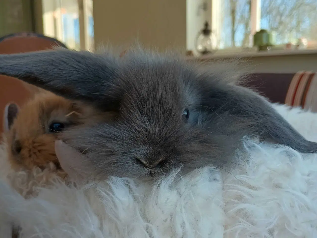 Billede 2 - Klar nu kanin unger