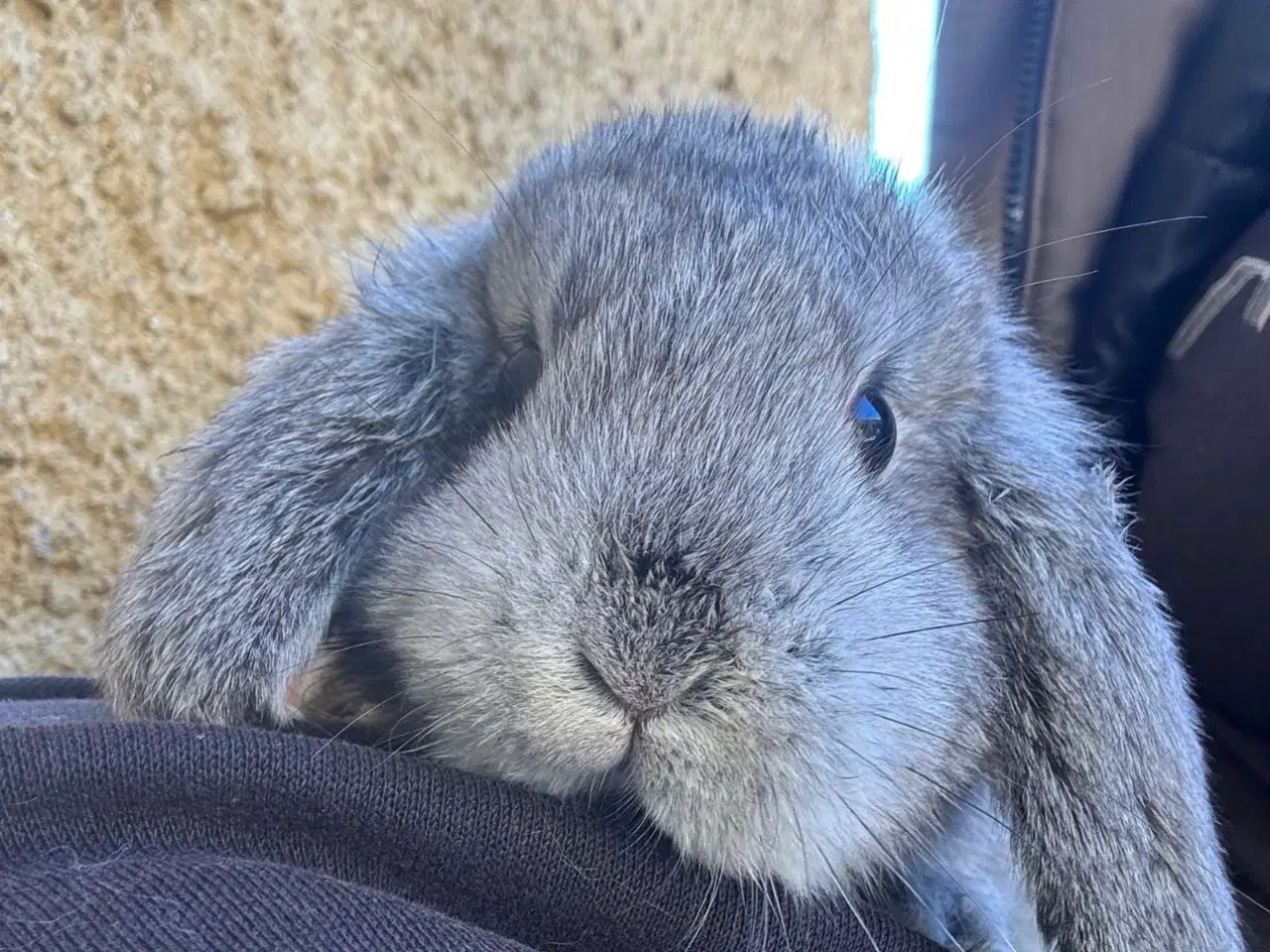 Billede 3 - Han Dværgvædder unge sælges