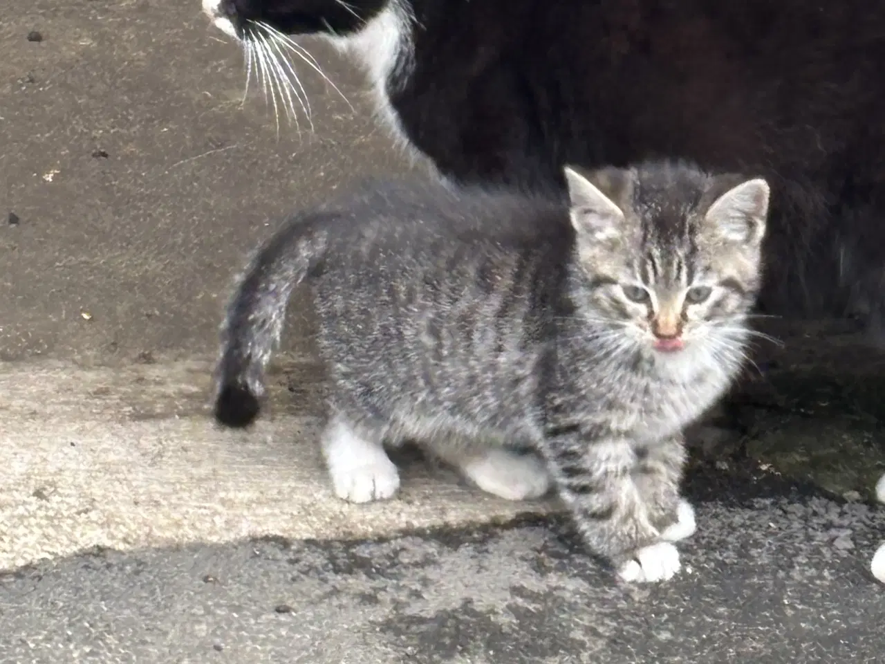 Billede 4 - Kattekillinger sælges