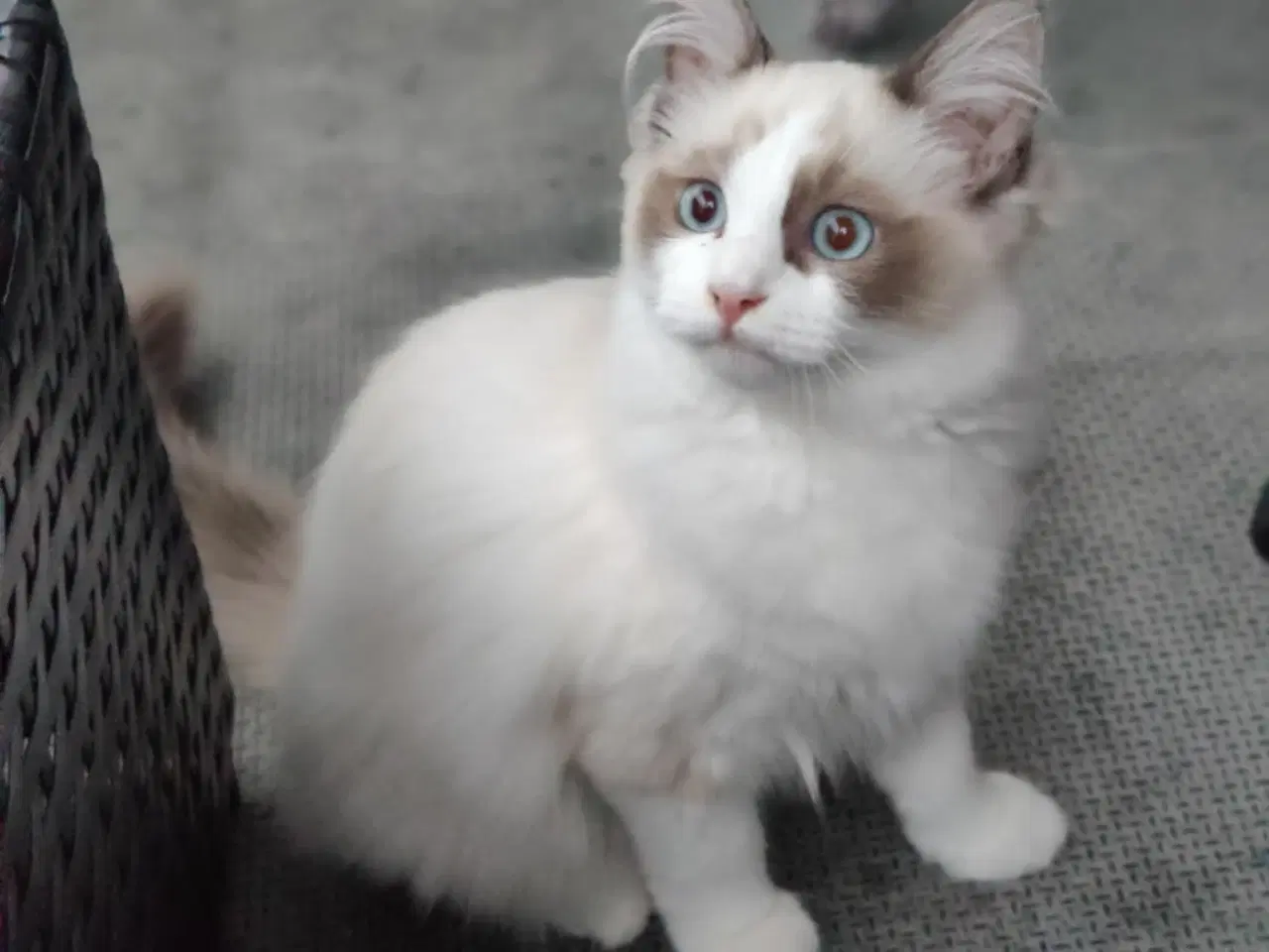 Billede 3 - Huskat/Ragdoll søger nyt hjem