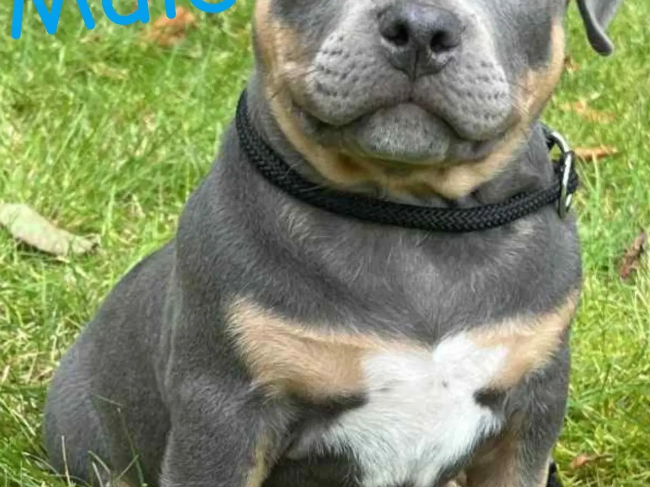 Billede 12 - 🐶 American Bully hvalpe – showkvalitet & familiev