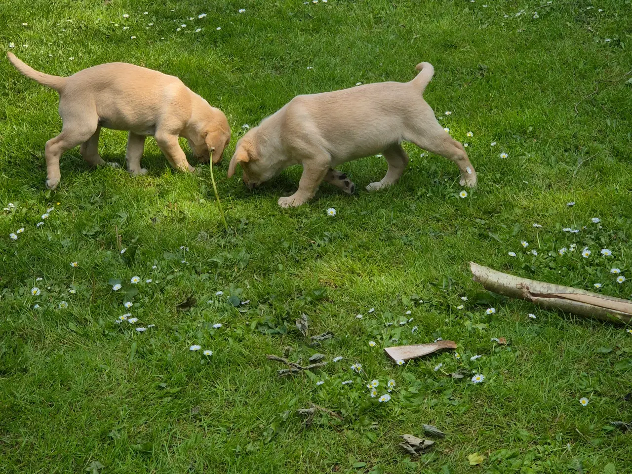 Billede 5 - Labrador retriver