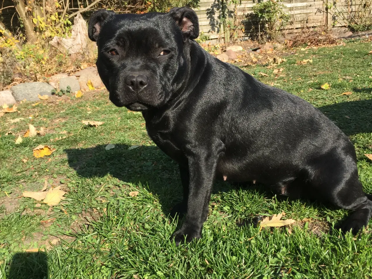 Billede 5 - Staffordshire Bull terrier