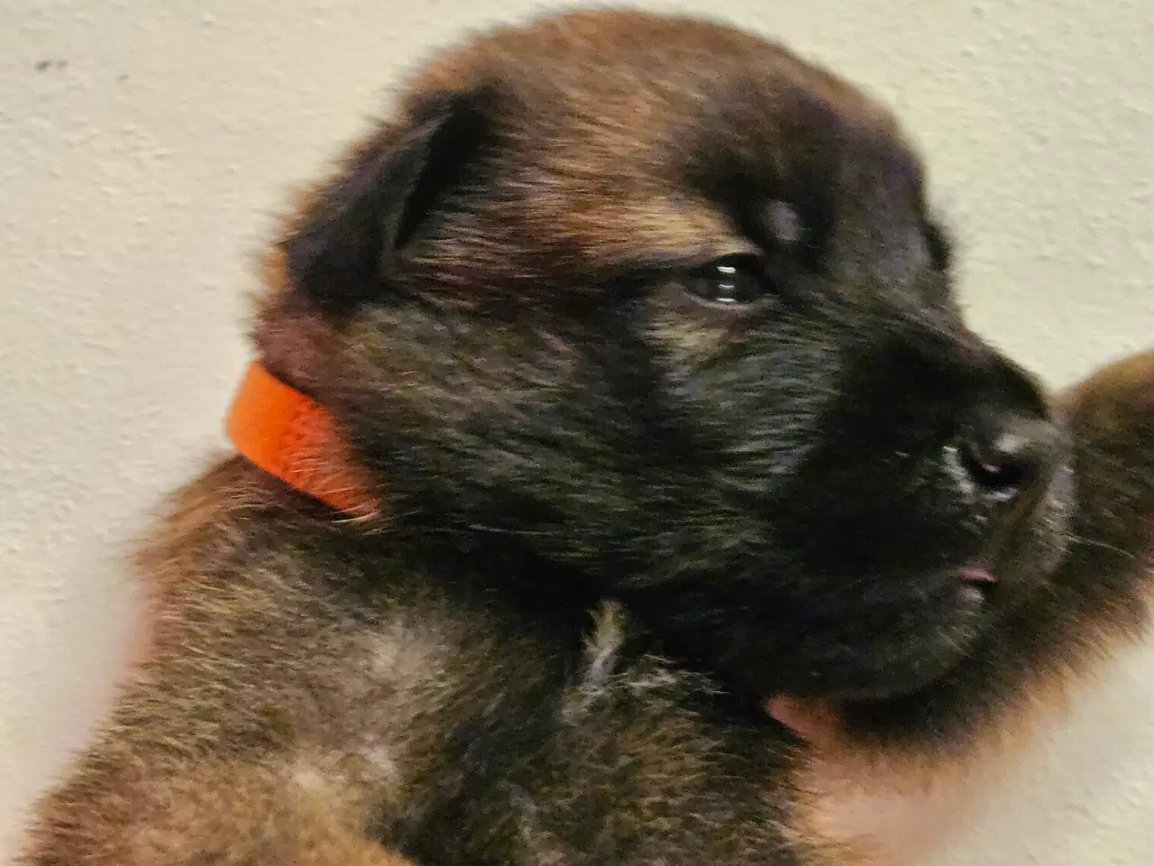 Billede 6 - Belgisk Malinois - Hvalpe - med stamtavle