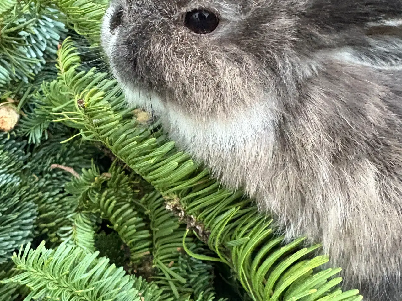 Billede 5 - Minilops 