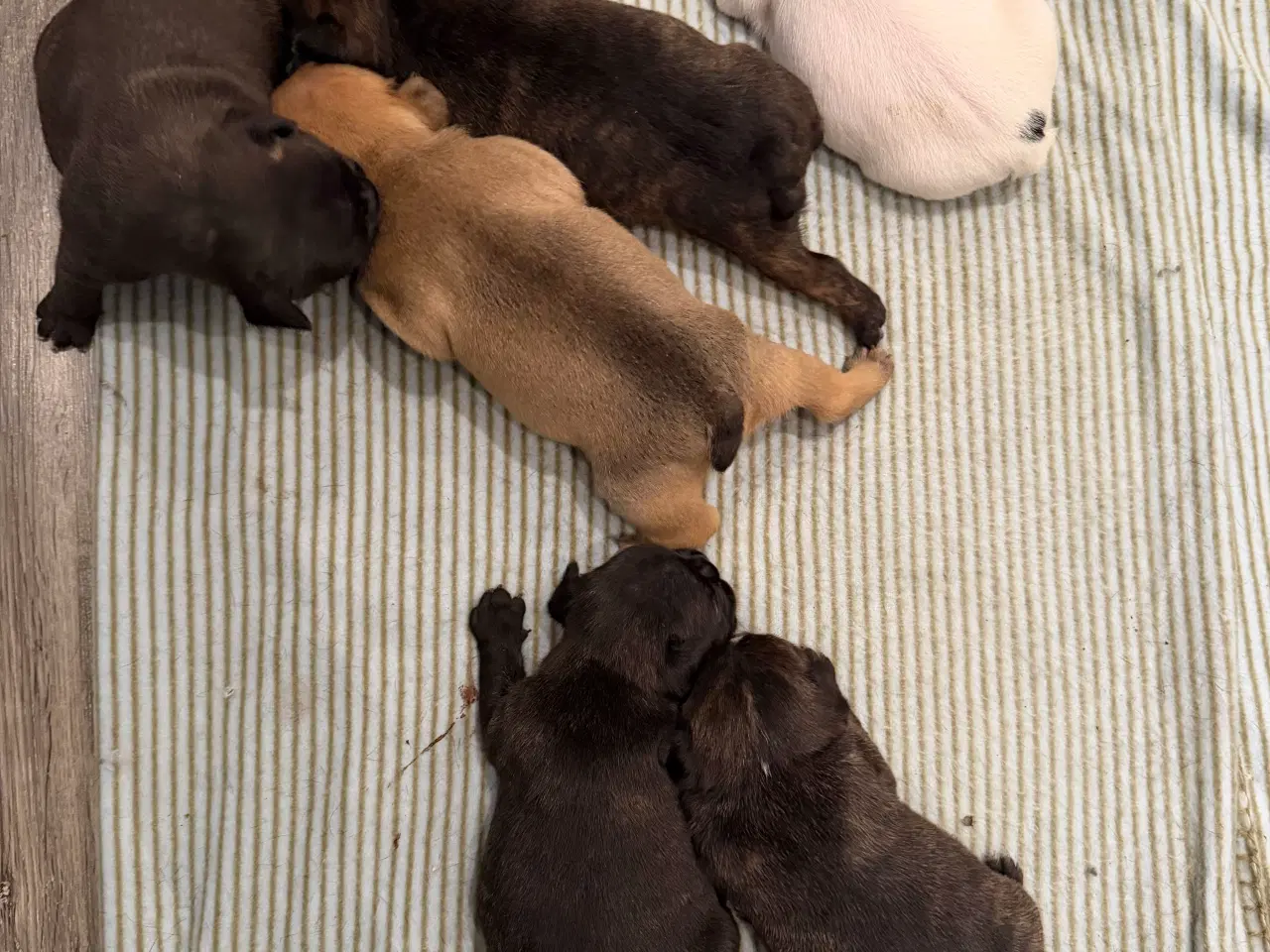 Billede 2 - Fransk bulldog hvalpe