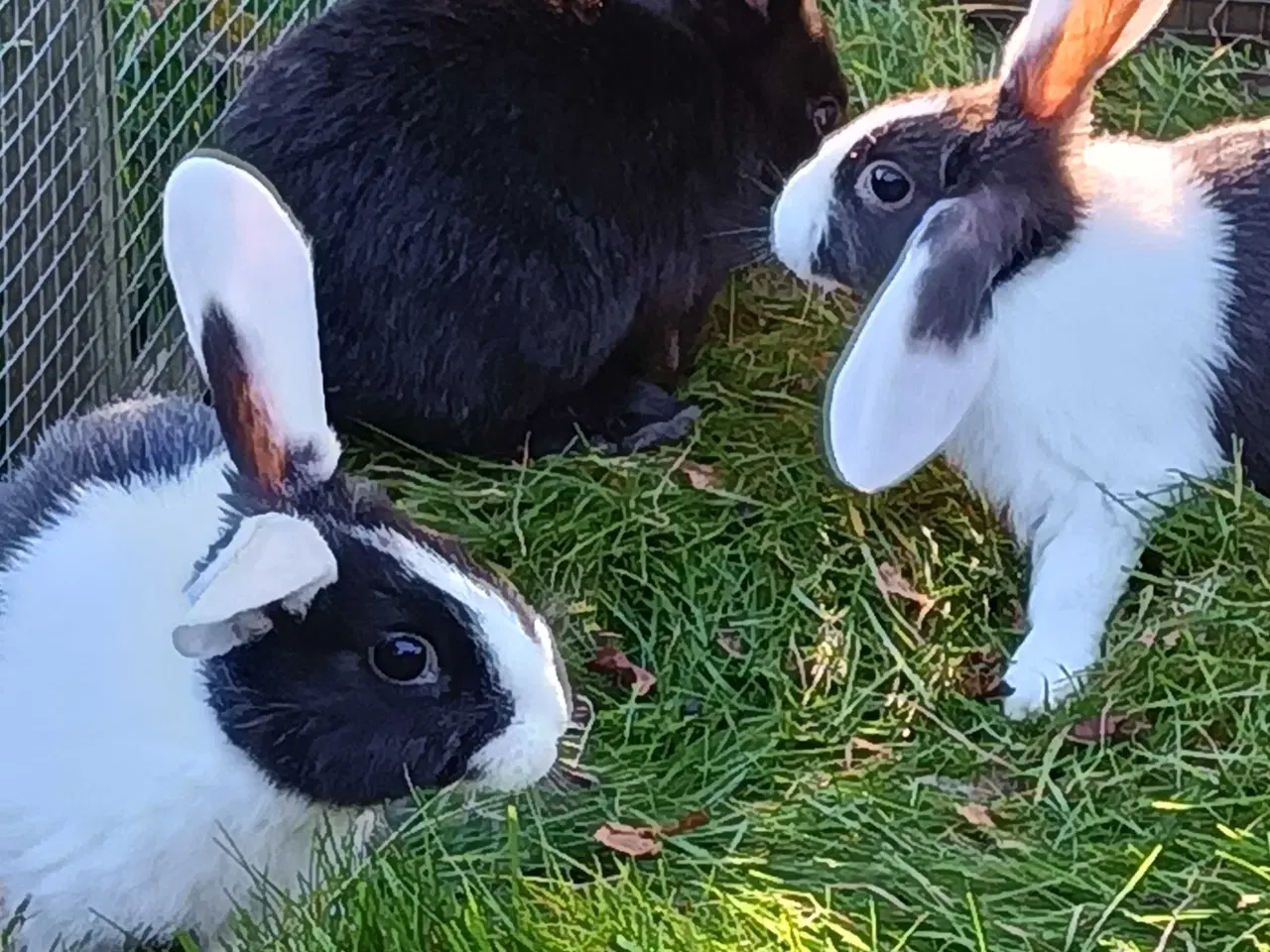 Billede 3 - Hvid Land/Hollænder kuld til salg.