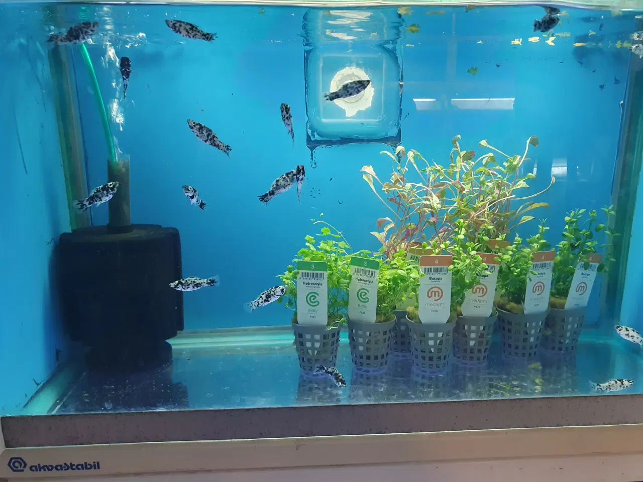 Billede 1 - Molly sølv marmor 