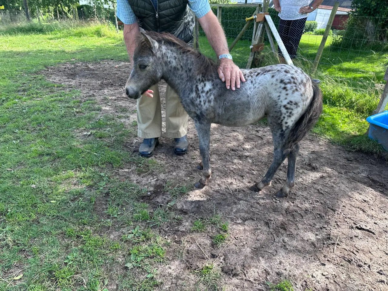 Billede 1 - Sød og rar shetlænder søger godt hjem