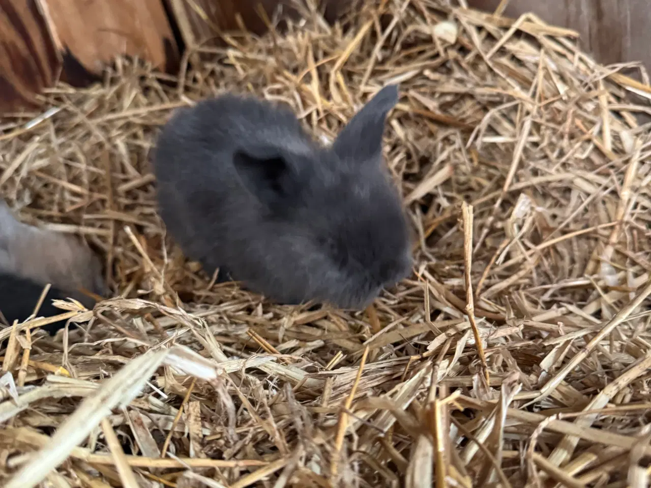 Billede 2 - Løvehoved unger