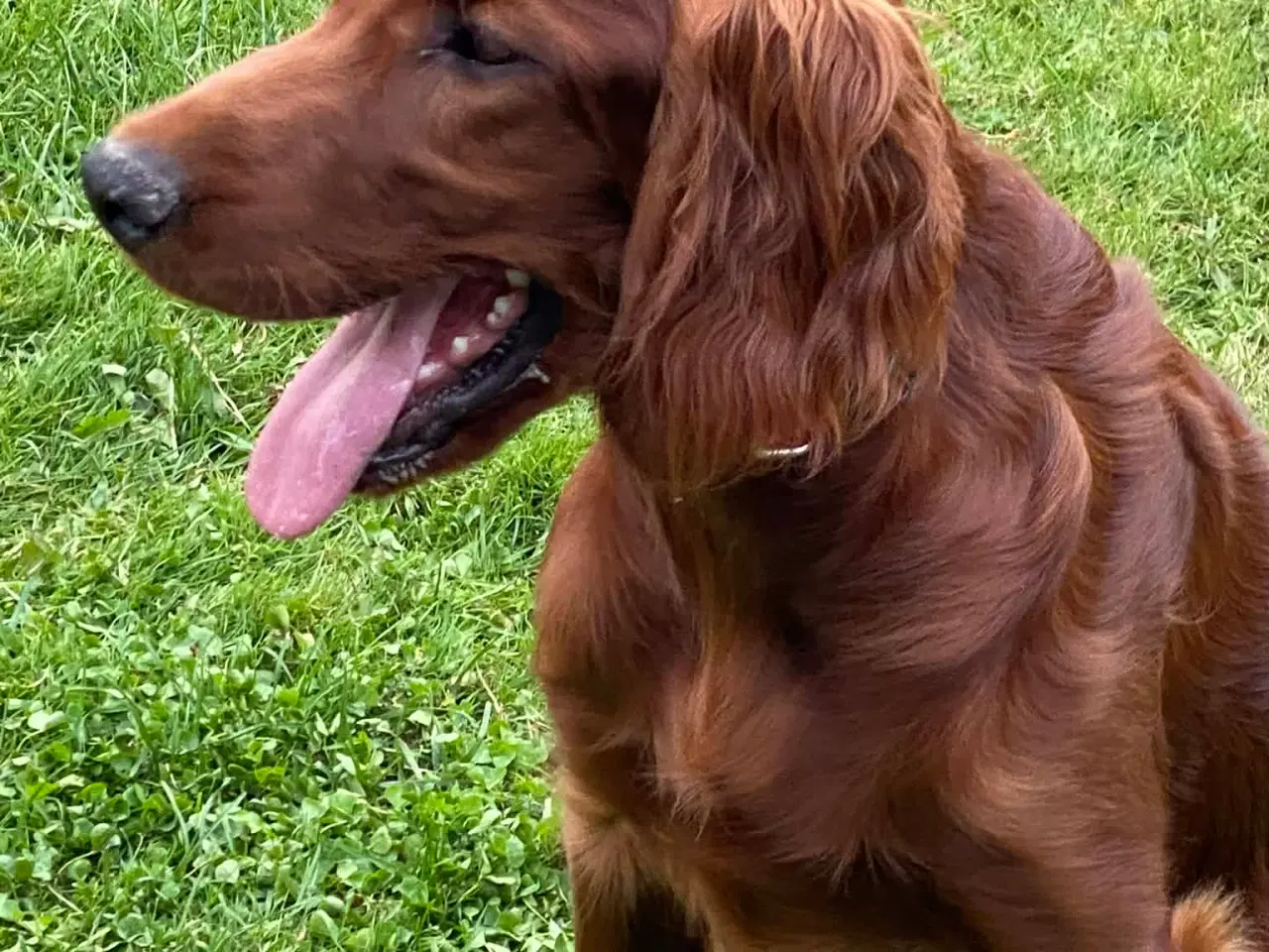 Billede 3 - 🐾 Smukke Lady – Ægte Irsk Setter fra udstillingsl