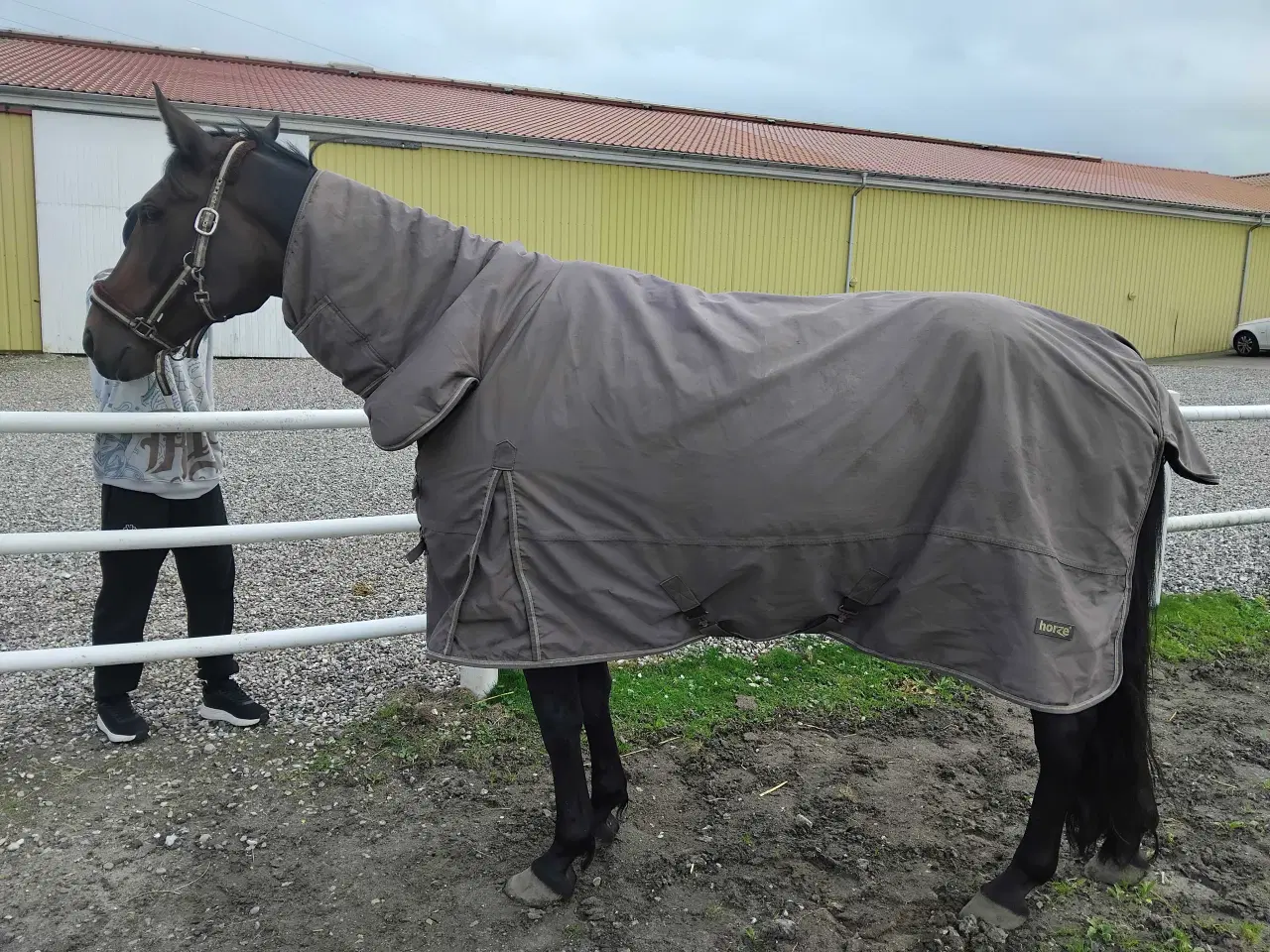 Billede 2 - Min elskede hest Enson