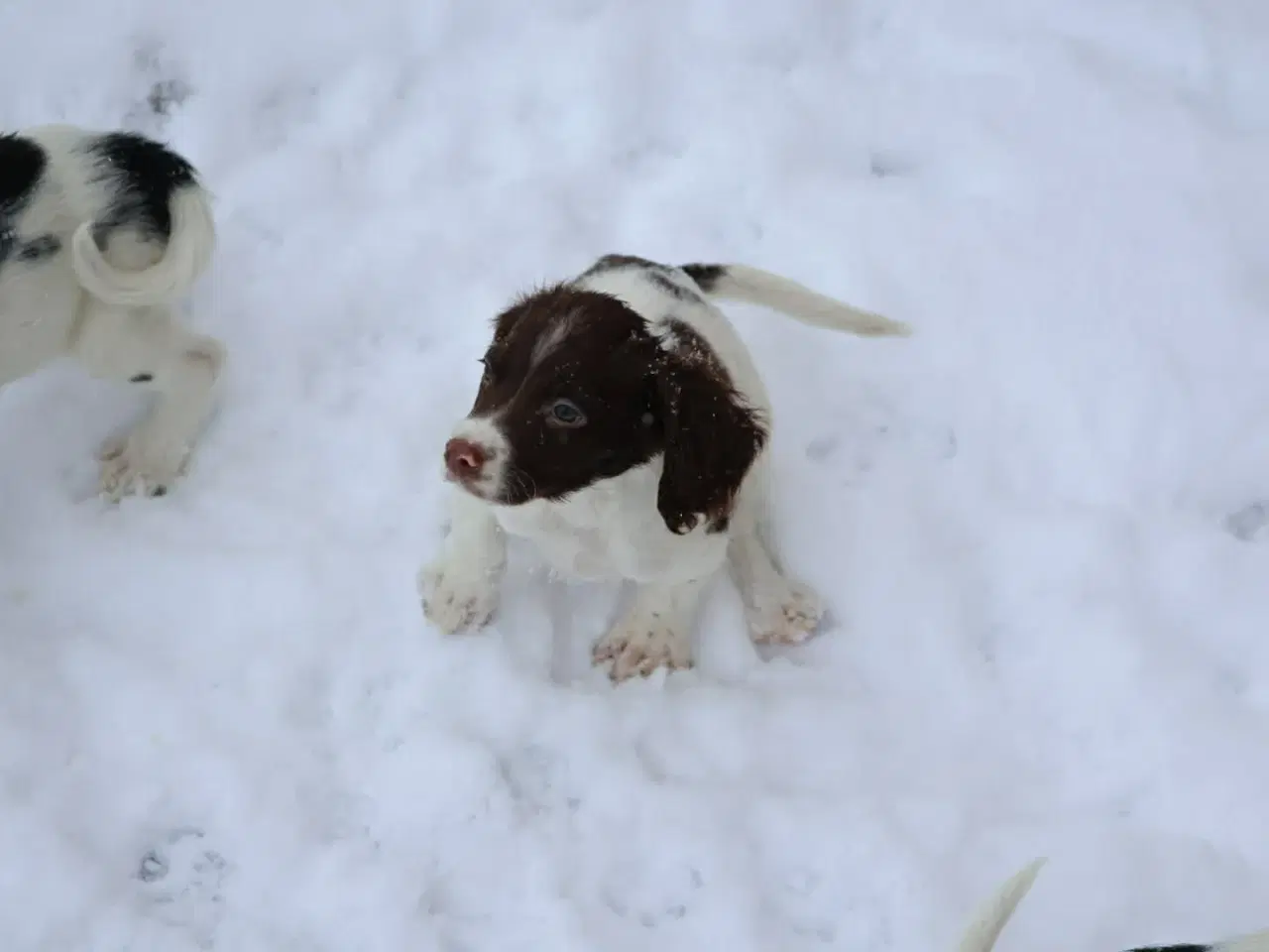 Billede 5 - Søde hvalpe 