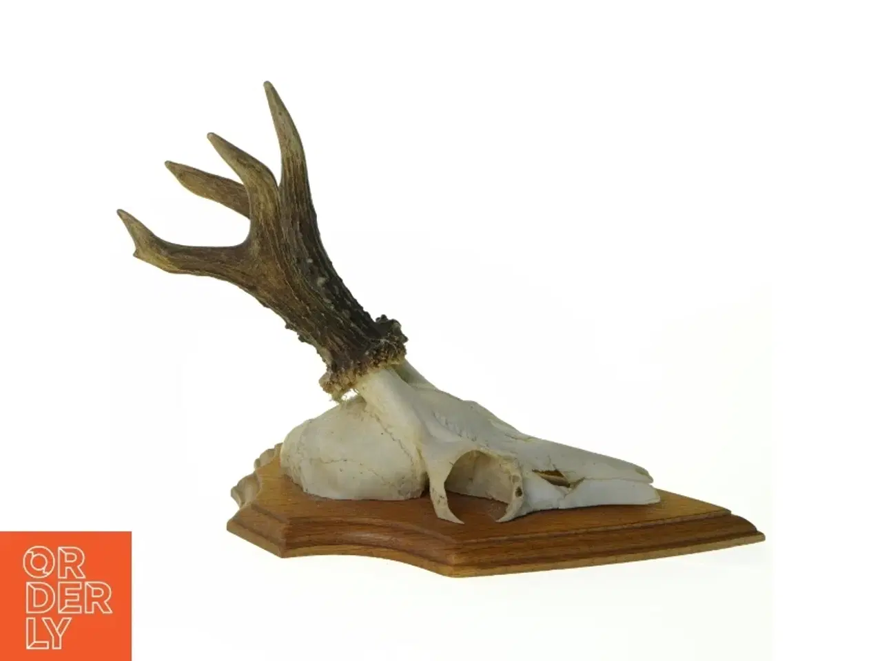 Billede 2 - Gevir (str. 21 x 13 x 18 cm)