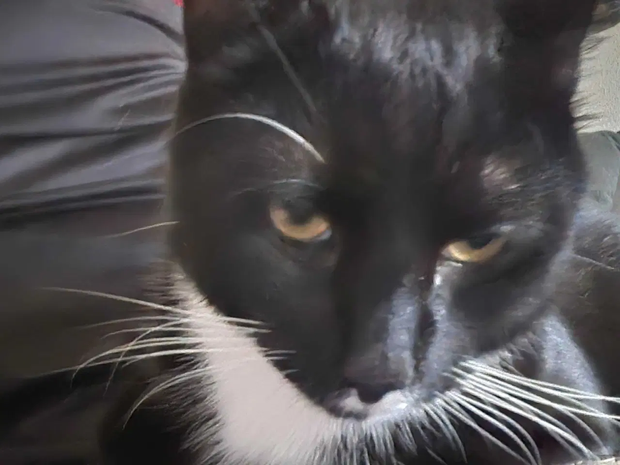 Billede 3 - Huskat Hankat søger nyt hjem