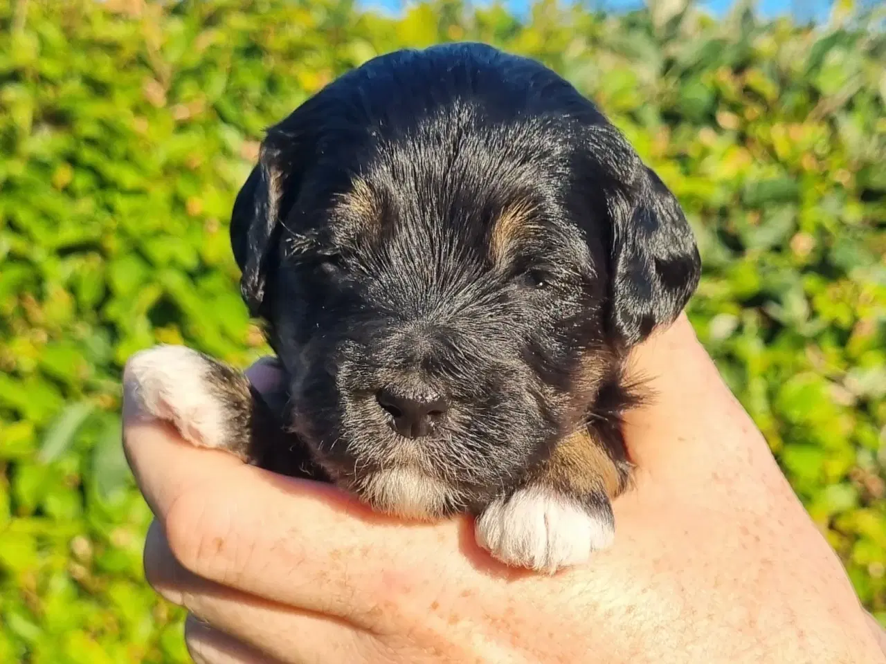 Billede 9 - Golden Doodle F1b hvalpe – klar til nye hjem i okt