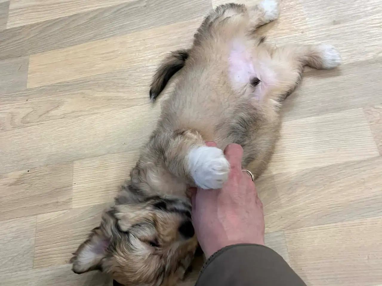 Billede 2 - Bichon Havanais hvalpe