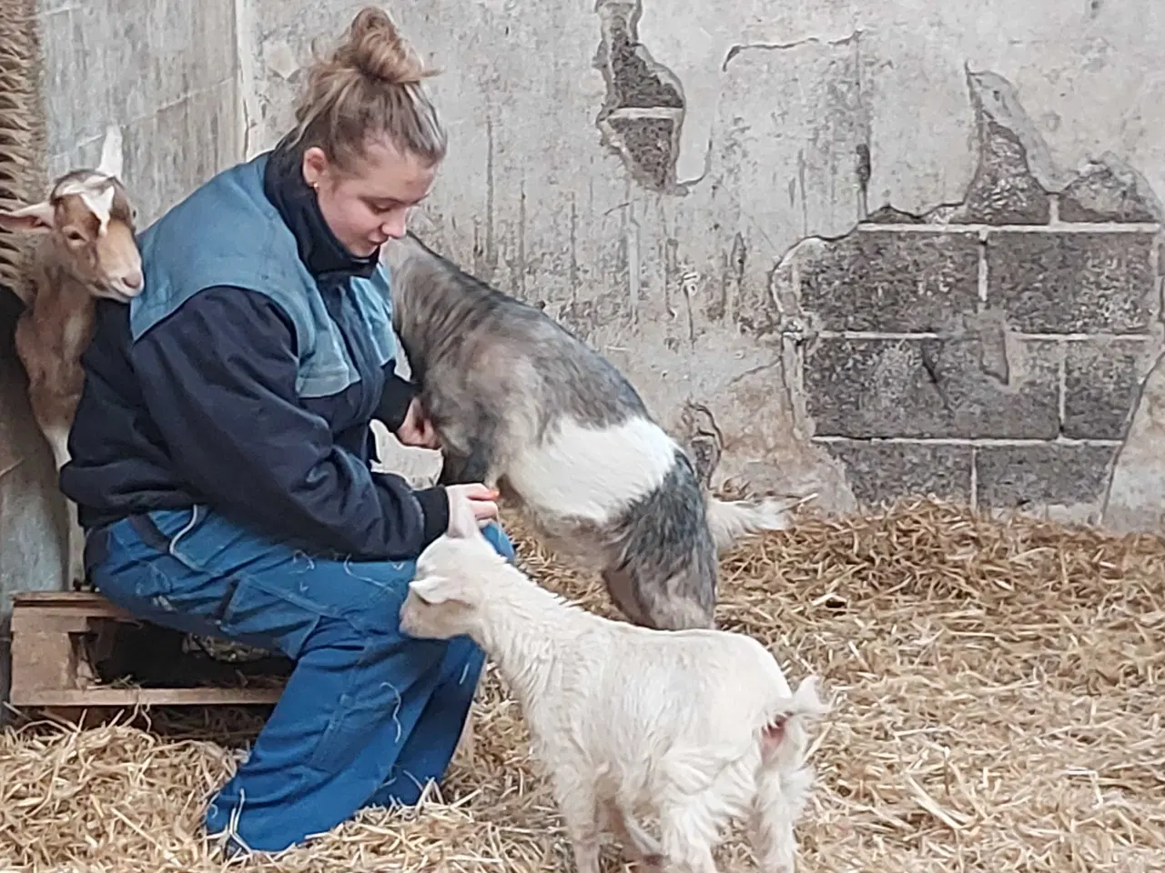 Billede 6 - 4 gede kid