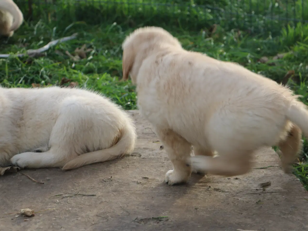 Billede 14 - Verdens smukkeste Golden Retriever er nu til salg!