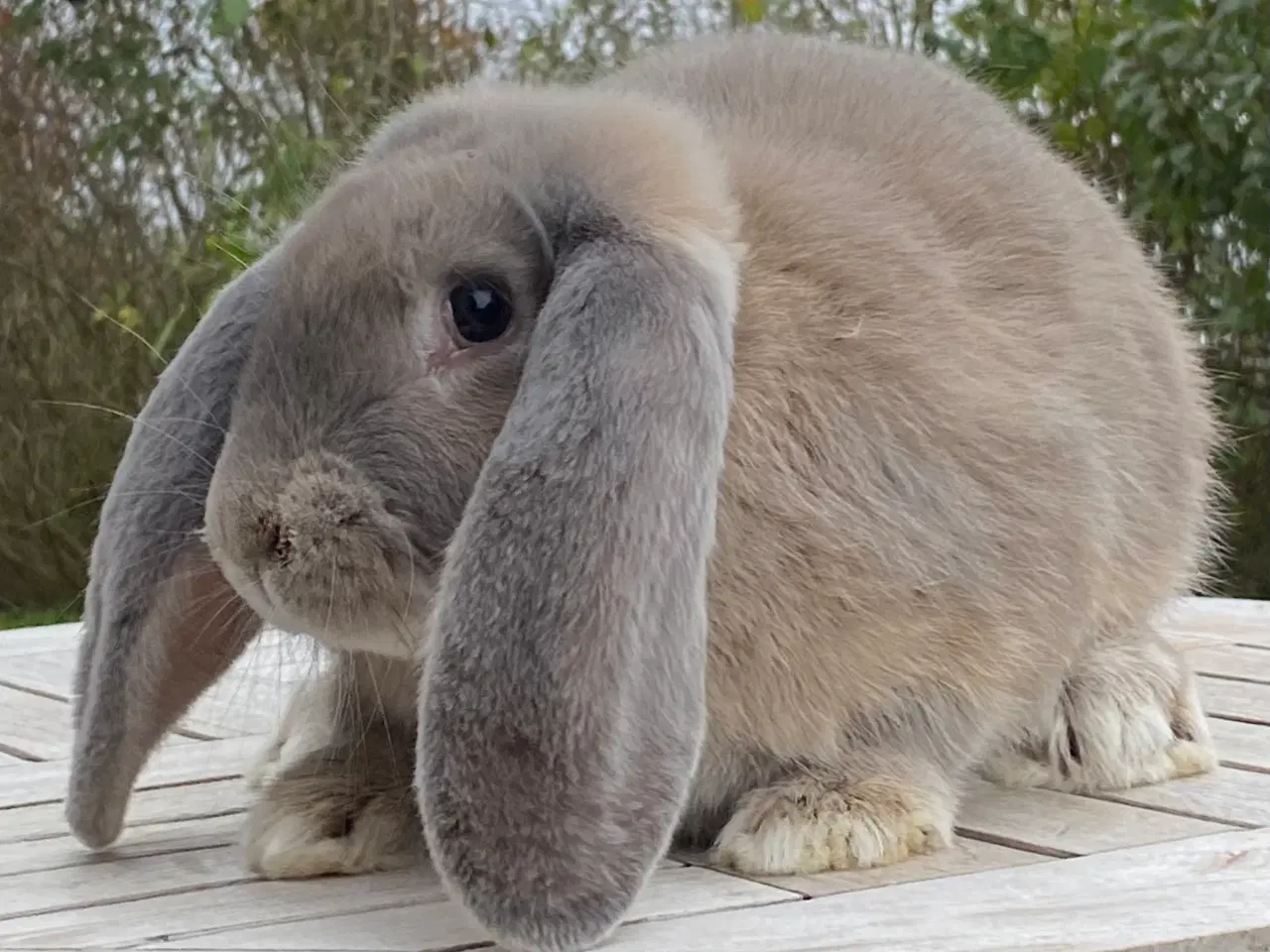 Billede 2 - AVLSKLAR FRANSK VÆDDER HAN ISABELLA OTTER
