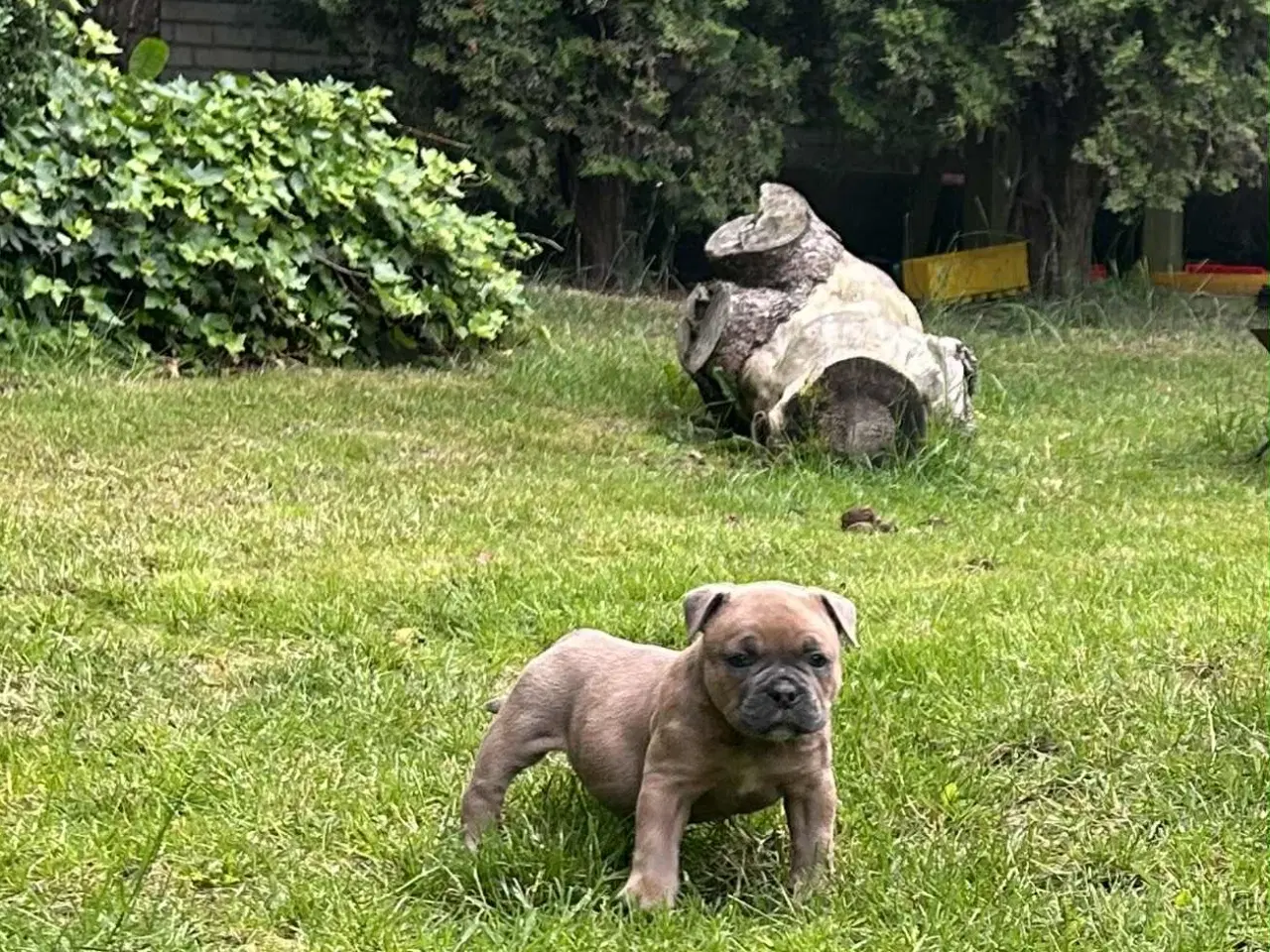 Billede 3 - New english bulldog