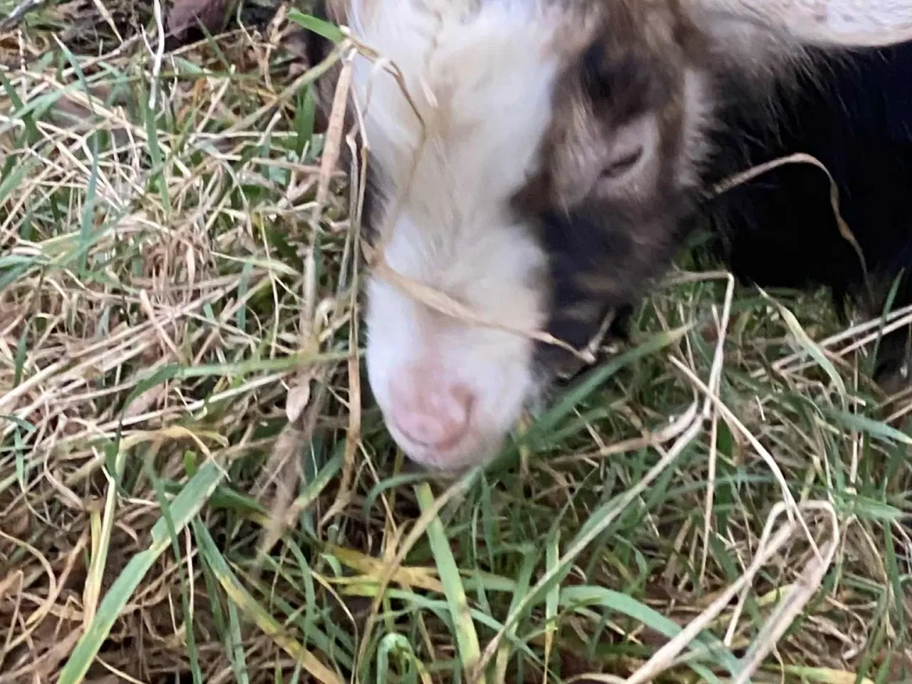 Billede 3 - Dværgged Buk søger nye damer