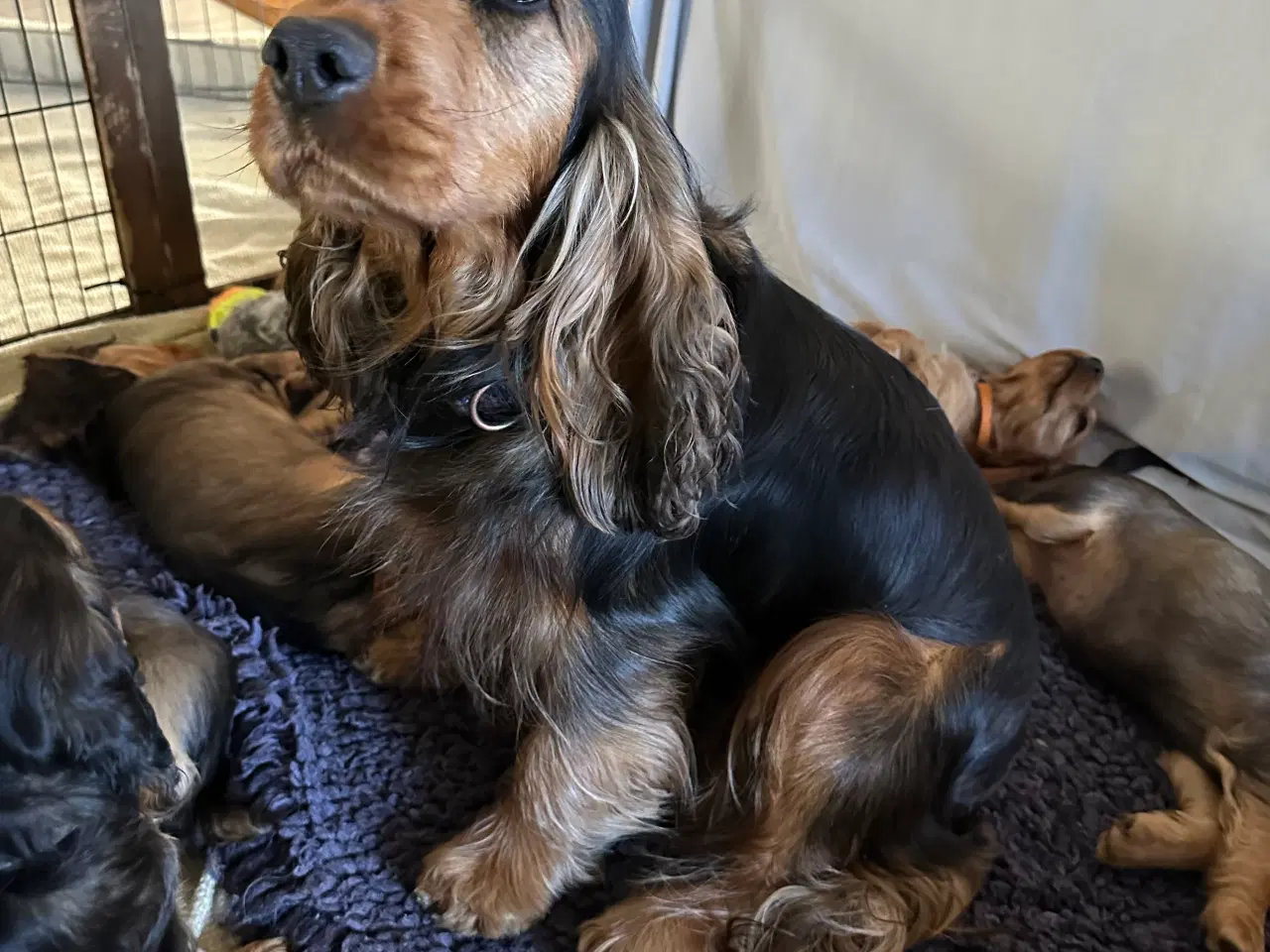 Billede 15 - Cocker spaniel 