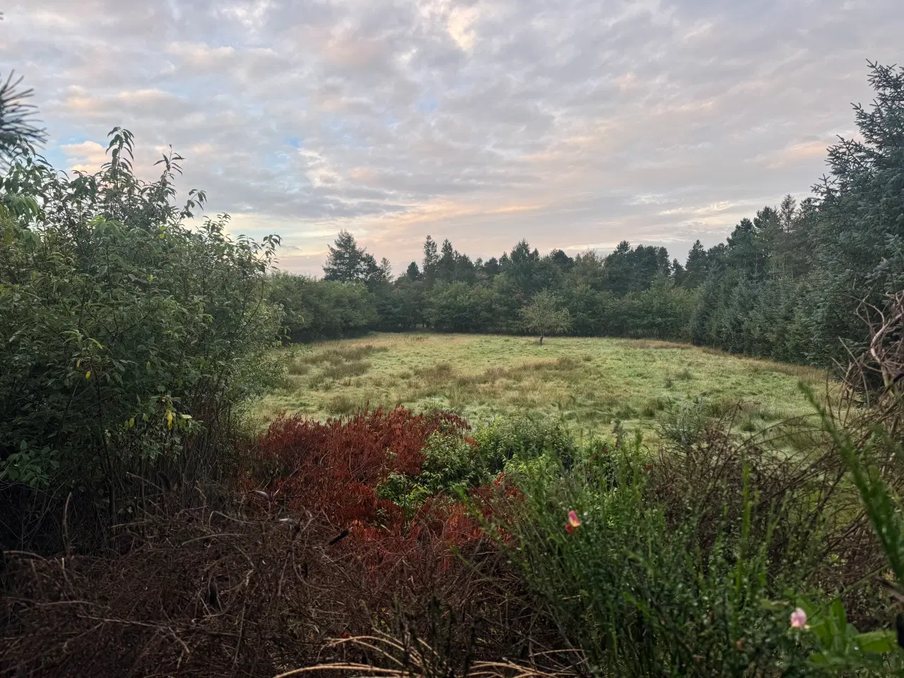 Billede 1 - Købes links Browning 525 / Miroku MK70