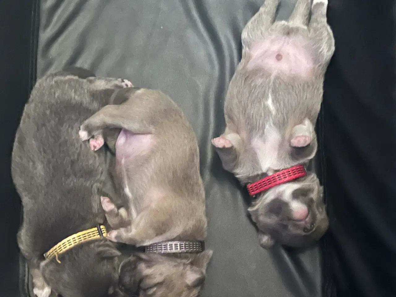 Billede 4 - Kærlighed og Charme: Skønne Pomchi-Hvalpe