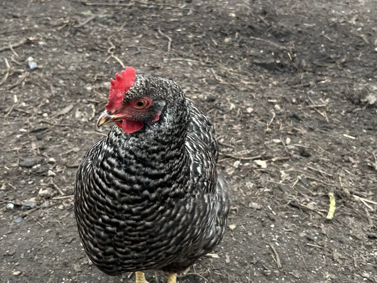 Billede 1 - To høns fra 25
