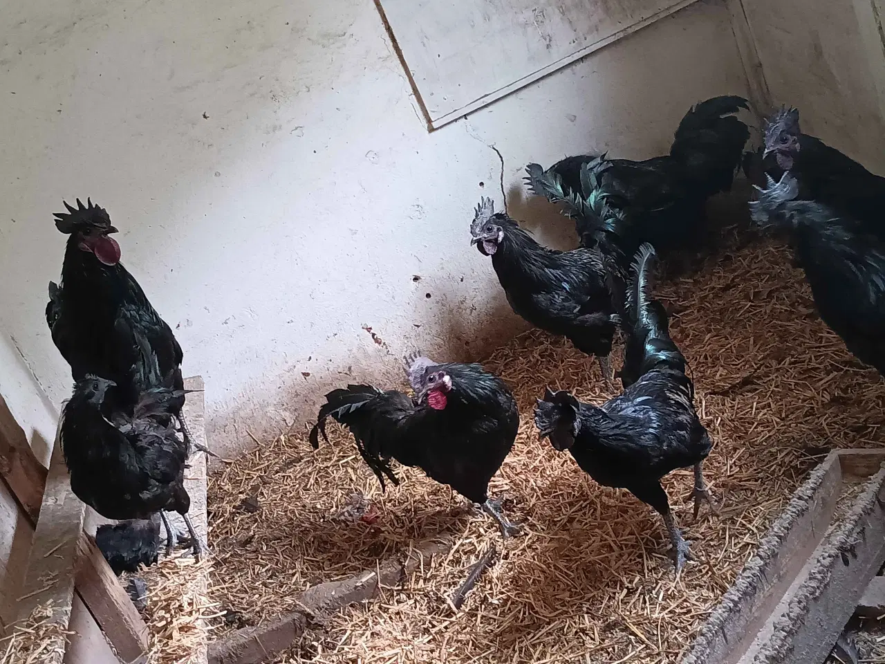 Billede 2 - Ayam Cemani Haner